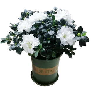 永福花乡园艺 白色杜鹃花 比利时杜鹃 西洋杜鹃花 西洋杜鹃花苗