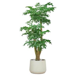 幌伞枫大型绿植盆栽室内客厅四季常青净化空气原生老桩幸福树盆景