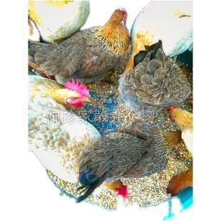 农家散养老阉鸡 脆皮大扇鸡线鸡清远鸡正宗走地鸡太监土鸡活体5斤