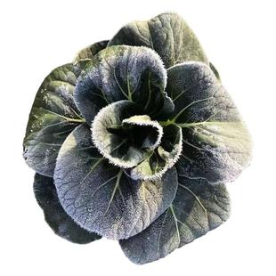 苏北农家霜冻青菜矮脚苏州青菜新鲜软糯上海青露天蔬菜时令现摘