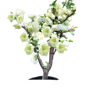 绿宝石海棠花盆栽四季开花植物室内重瓣花卉阳台绿植老桩树苗盆景