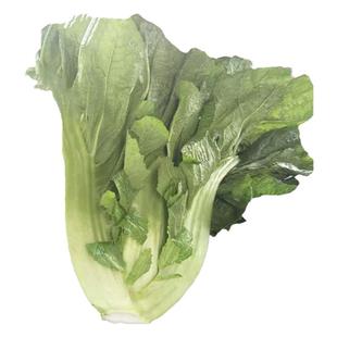 四川泡青菜新鲜大叶青菜老酸菜泡菜酸菜鱼原料芥菜整颗发货芥菜青