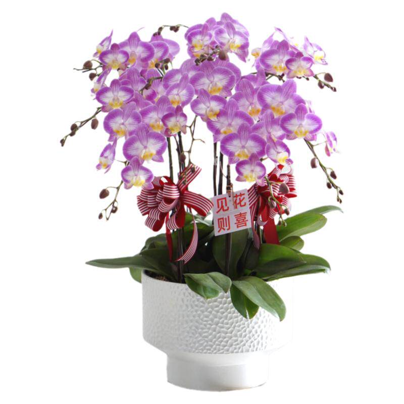 带花室内花卉四季蝴蝶兰年宵花