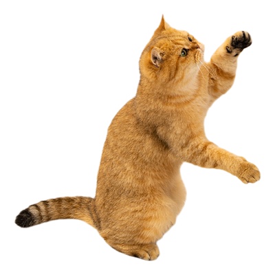 逗猫棒猫咪玩具长杆小飞虫羽毛
