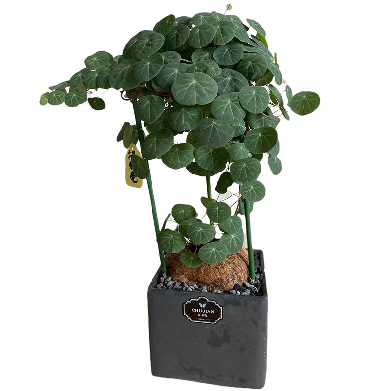 云南山乌龟网红爬藤绿植耐阴植物
