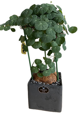 云南山乌龟网红爬藤绿植耐阴植物