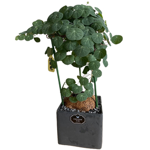 云南特色多肉山乌龟红藤山乌龟植物绿藤血藤爬藤绿植包活室内耐阴