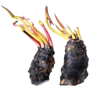 睡莲水培植物四季水养水莲花苗耐寒大睡莲根块荷花睡莲基地发货