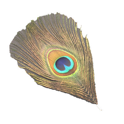 大孔雀羽毛采耳工具批发