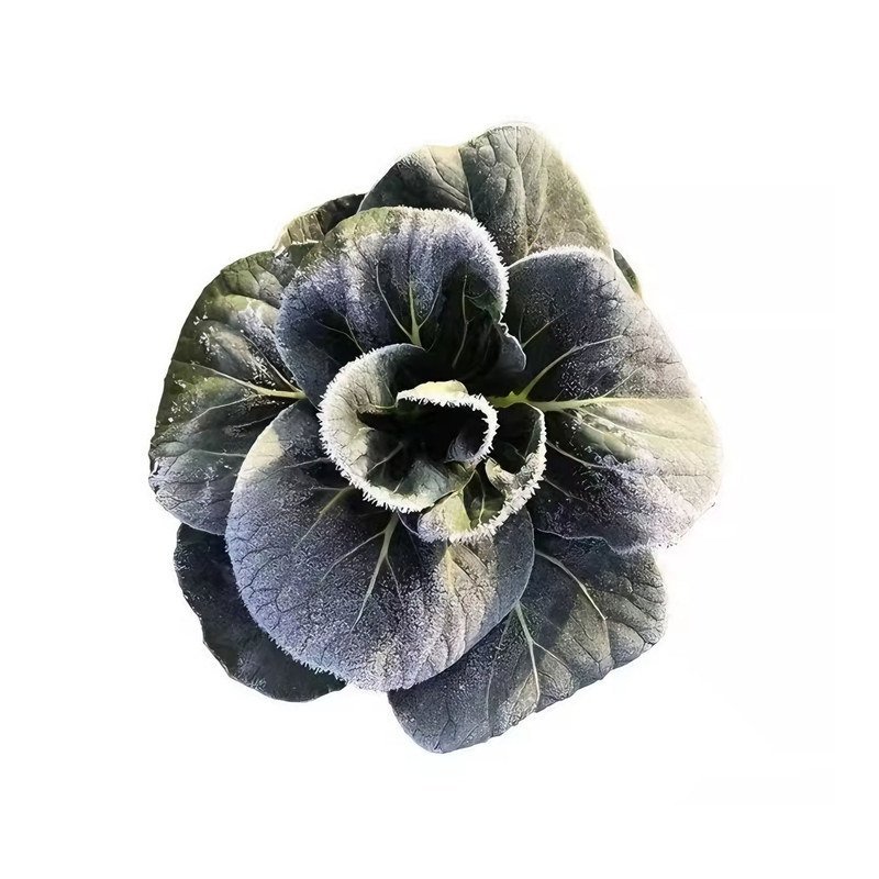 秋冬耐寒黑大头苏州青菜苗四季蔬菜苗草莓西红柿苗各类番茄苗