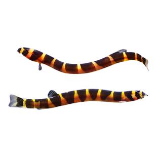 蛇仔鱼崽鱼苦力泥鳅观赏鱼热带鱼除蛋白虫涡虫清洁工具鱼活体