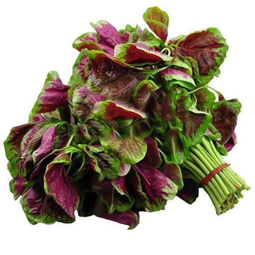 汉菜红圆叶苋菜种子白籽种四季孑柳叶春季蔬菜种籽菜籽菜种大全