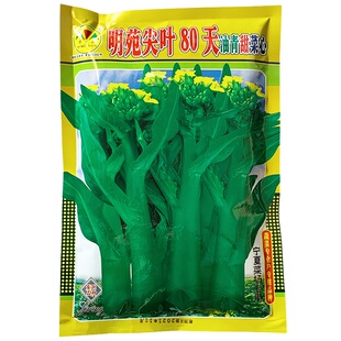 明苑尖叶80天油青甜菜心种子高产特粗苔菜心菜种籽大田种蔬菜种孑