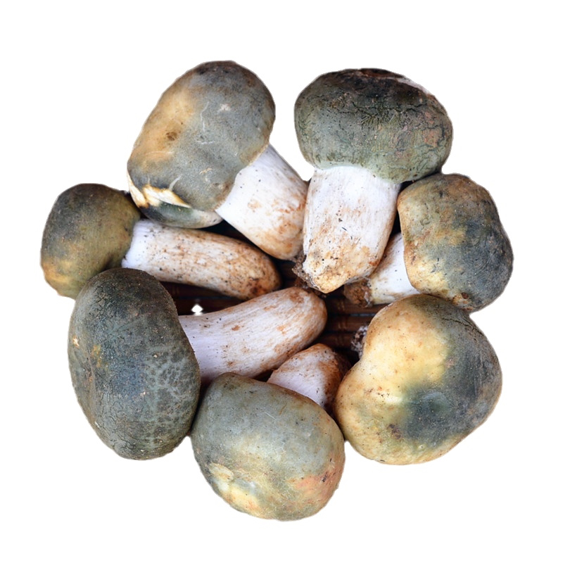 现采新鲜野生青头菌冰冻小菇云南大理土特产品食用菌蘑菇包邮顺丰