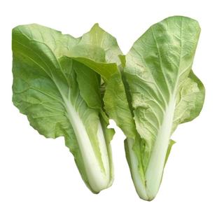 春季快菜种子四季速生耐热耐湿蔬菜种业秋季小白菜菜种子杂交种子