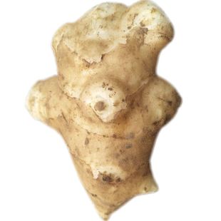 新鲜野生洋姜小果断果碎果鬼子姜不辣甜阳姜菊芋胰岛果姜洋姜种子