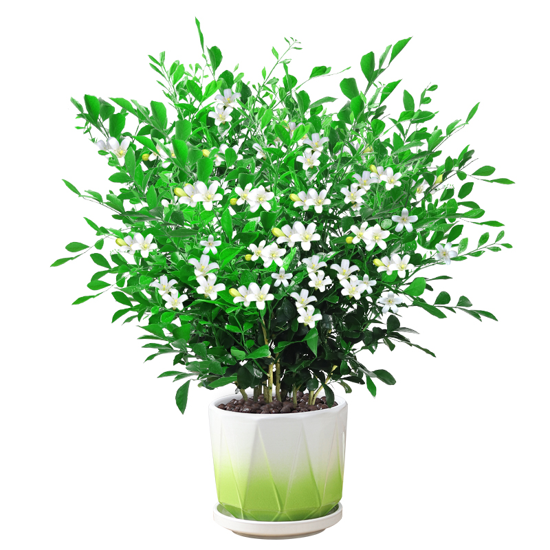 九里香盆栽四季花卉植物室内