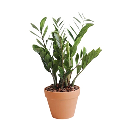 发财树盆栽办公室净化空气绿植