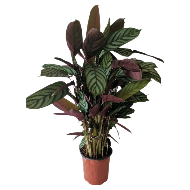 飞羽竹芋绿植盆栽室内客厅昆明