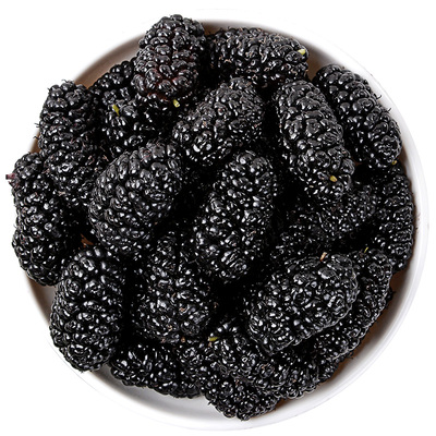 新疆老树桑葚大果天然花青素