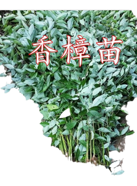 香樟树苗四季常青小叶大庭院植