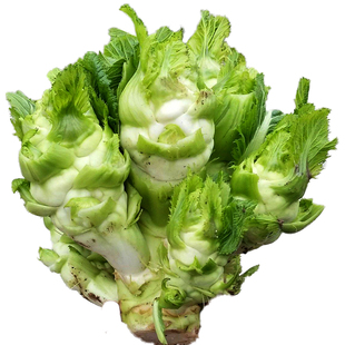 四川儿菜种子种籽芥菜种四季菜种娃娃菜蔬菜抱儿菜孑菜籽秋季早熟