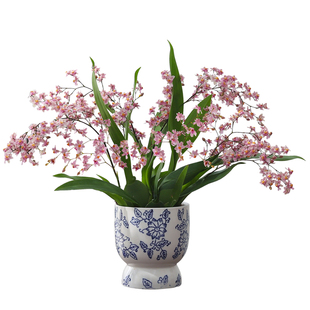 梦香兰盆栽室内带花苞植物桌面花卉绿植跳舞兰懒人好养活浓香盆景