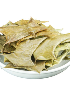 新鲜野枸骨叶鸟不宿八角刺猫儿刺茶中药材枸骨根泡茶枸骨叶现摘
