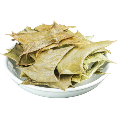 新鲜野枸骨叶鸟不宿八角刺猫儿刺茶中药材枸骨根泡茶枸骨叶现摘