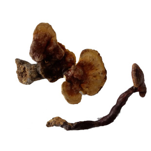 野生 小灵芝 整枝赤灵芝野灵芝 带柄赤灵芝7天退货1斤包邮500g