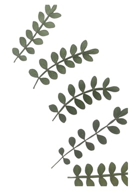 胡椒木叶干花押花滴胶手机壳材料