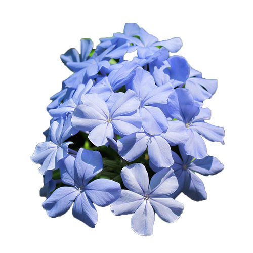 超凡蓝雪花白雪花苗盆栽耐热好养植物花园庭院爬藤攀援花带花带土