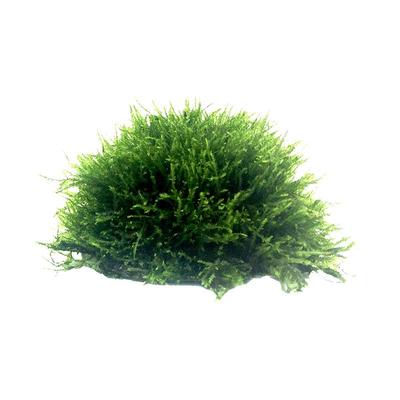 莫斯沉水半球草球悬浮球创意