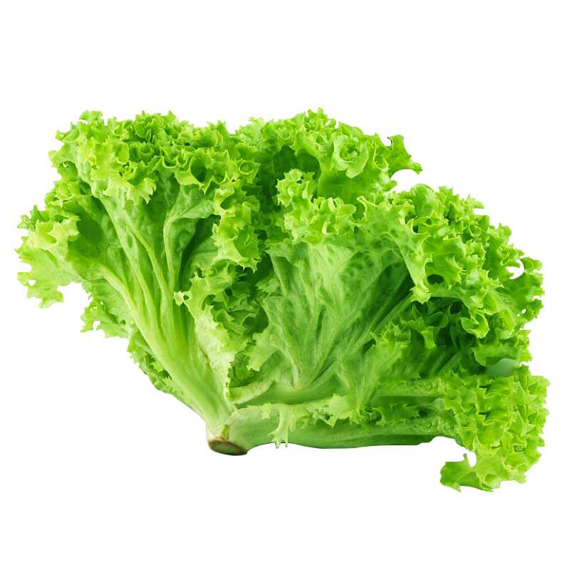 四季可种大速生菜苗秧脆嫩美国大速生结球奶油直立红皱种子带土球