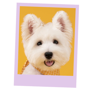 柯达彩色拍立得打印照片冲印包邮手机照冲洗相片晒小卡缤纷lomo卡