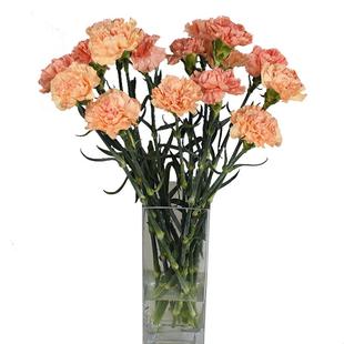 AB级多色单头康乃馨鲜花多头康乃馨云南基地顺丰直发母亲节日礼物