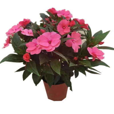 凤仙花草本阳台夏秋报