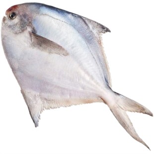 老浏河码头特产东海水产海鲜野生新鲜白扁扁鱼小白鲳小鲳鱼一斤装