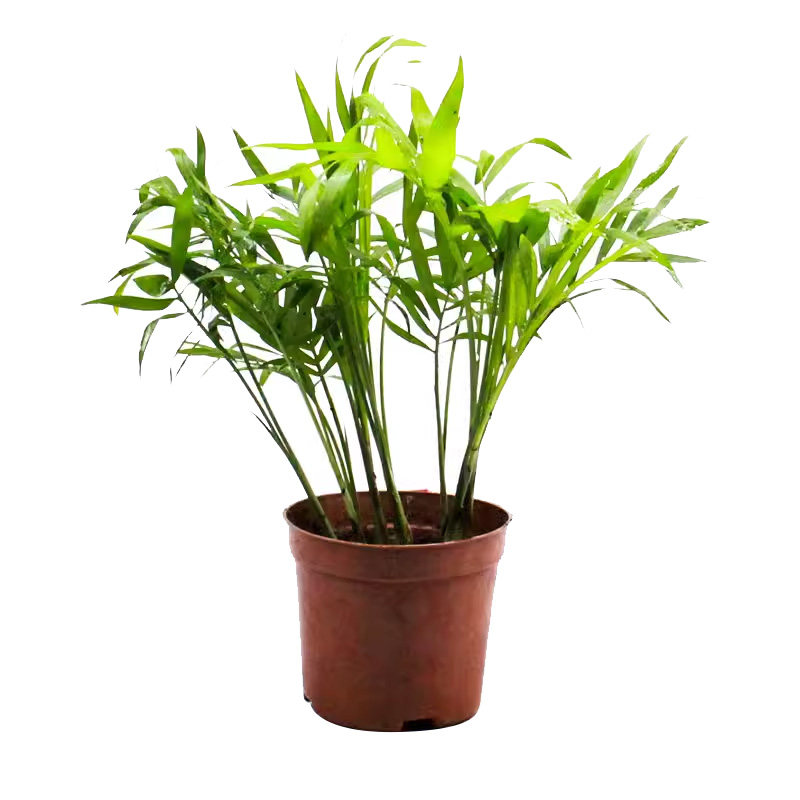 黄缘乌龟缸造景绿植生态水陆缸植物悬崖六月雪狼尾蕨爬宠箱装饰树