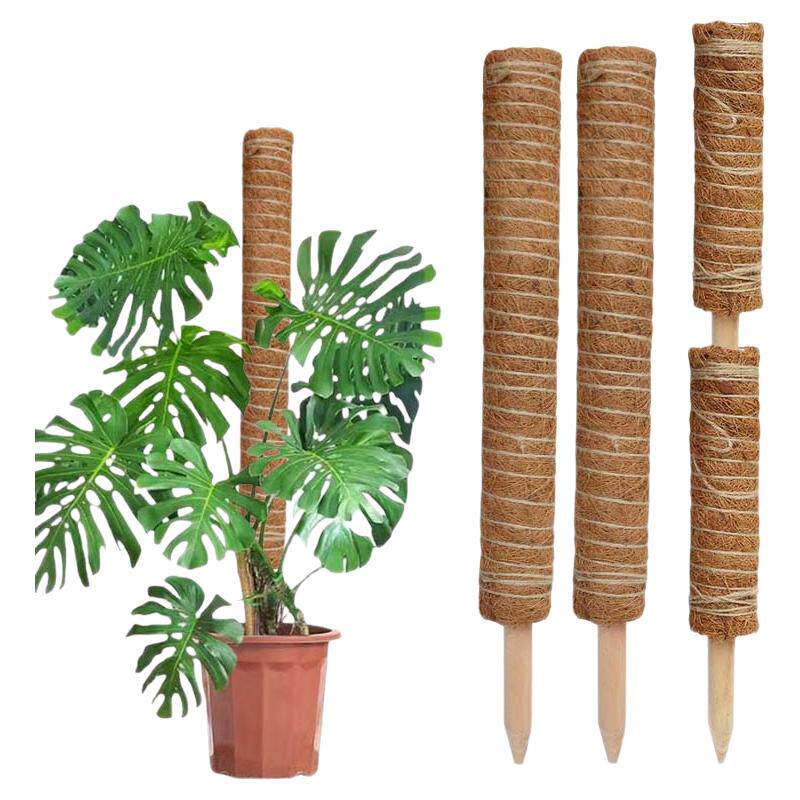 龟背竹支撑杆绿萝固定植物爬藤