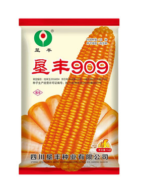 矮杆大棒硬粒饲料玉米种子垦丰909夏播大棒籽粒黄色半马齿型品种