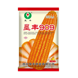 矮杆大棒硬粒饲料玉米种子垦丰909棒子大籽粒黄色半马齿型品种