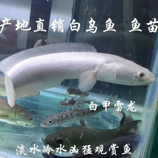 新款白甲雷龙鱼凶猛中大型观赏鱼冷水鱼白化黑鱼雷龙淡水观赏凶猛
