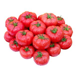 正宗沙瓤西红柿新鲜现摘甜水果自然熟生吃番茄非草莓柿子普罗旺斯
