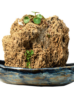 天然盆景小型假山招财麦管吸水石