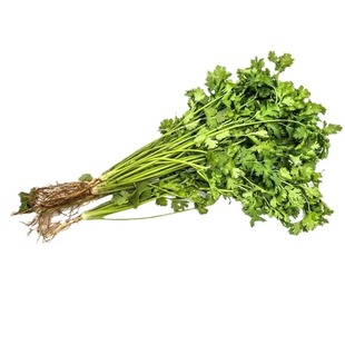 耐寒小叶香菜种子山东老品种大叶芫荽种孑秋冬播四季阳台速生菜籽