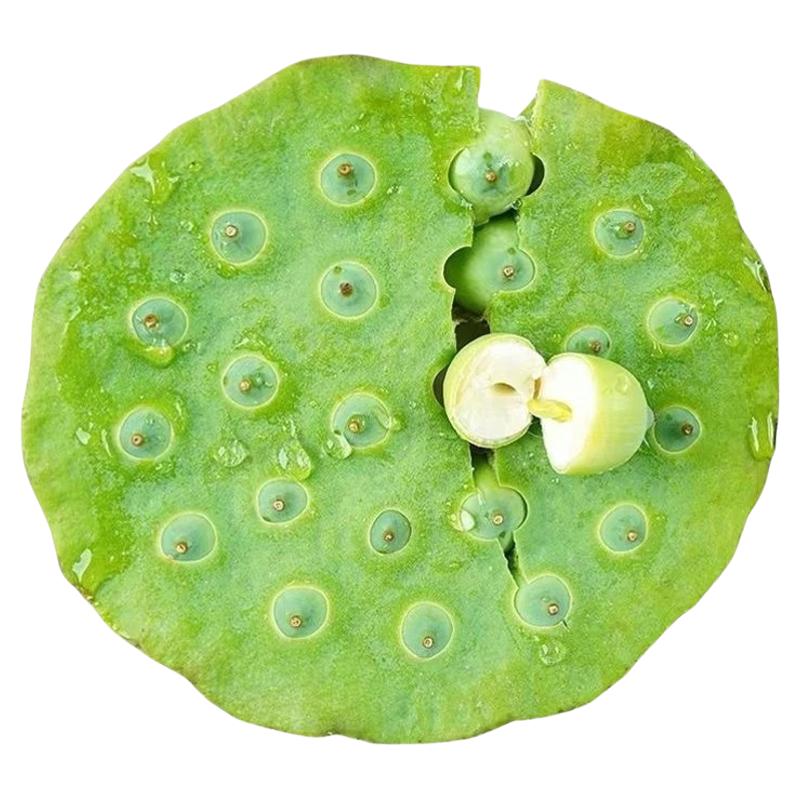 新鲜莲蓬生吃特嫩莲子米现摘太空莲嫩莲子米带芯水果莲蓬非洪湖莲