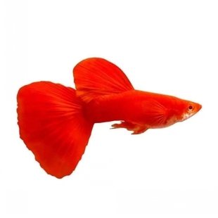血红全红孔雀鱼活鱼精品纯种招财鱼苗小型热带观赏鱼凤尾母鱼下崽