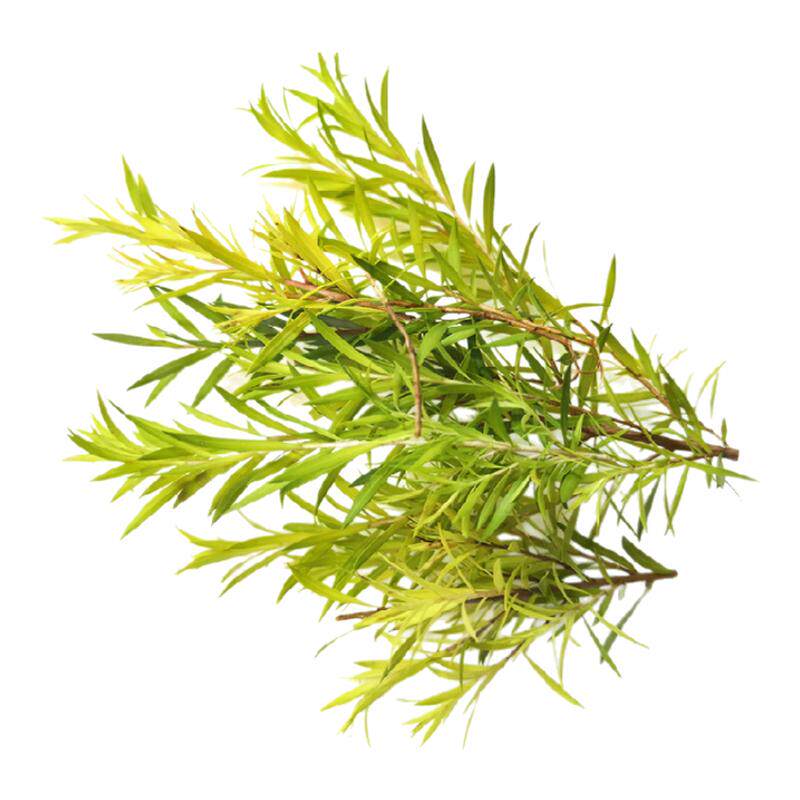 【沁蕊】新鲜黄金柳条烘焙日料