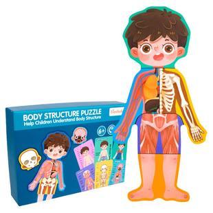 儿童认知男女孩人体身体结构拼图器官图片幼儿园教具早教益智玩具